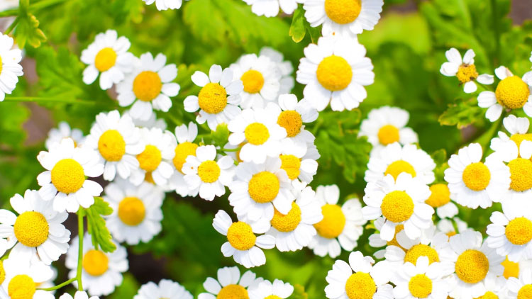 Chamomile used in Khadi Mauri Face Wash
